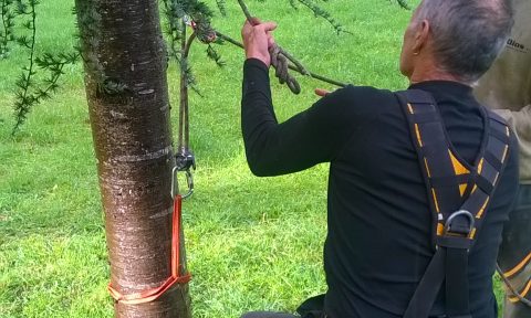 Trabajos forestales en alta tensión